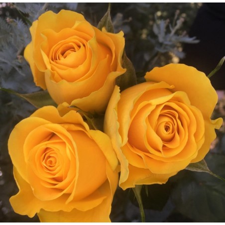 Long stem bright, yellow roses in a box, wholesale prices