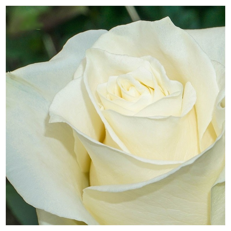 Long Stem Creamy White Roses In A Box Wholesale Prices