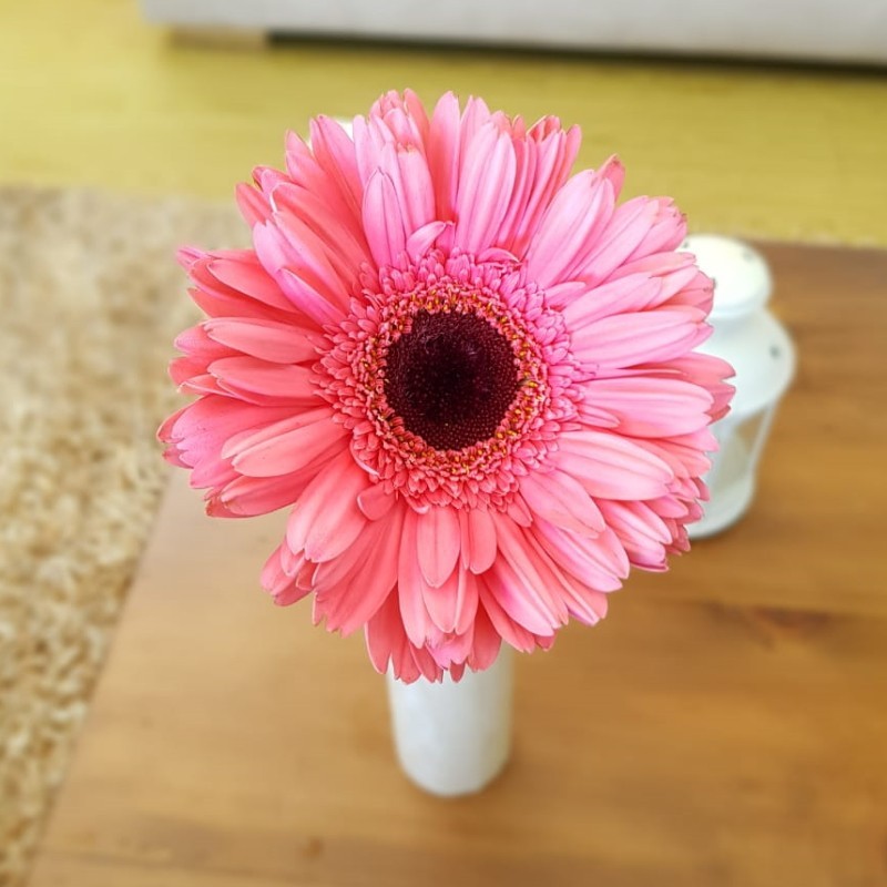 Sullivans 25 Artificial Beautiful Pink Gerbera Daisy