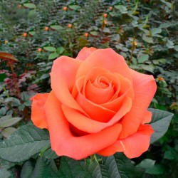 Long Stem Orange Roses...
