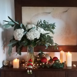 Christmas Hydrangeas