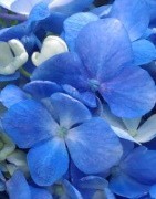 Fresh Hydrangeas in Bulk - Wholesale for Weddings and Special Events