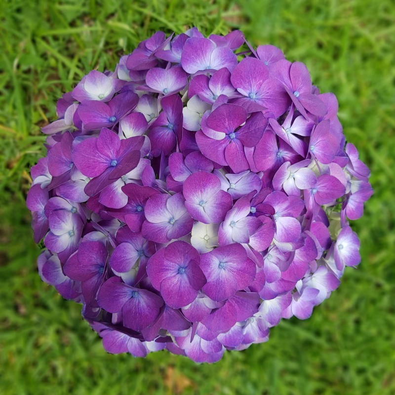 32 Purple Hydrangeas - Extra